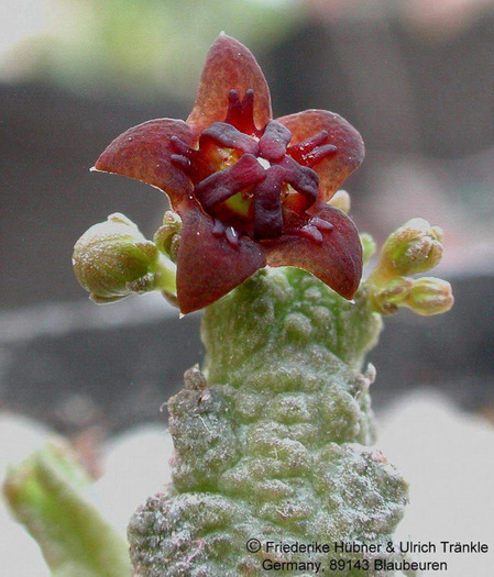 Anomalluma mccoyi 3 - Asclepiadaceae dorite