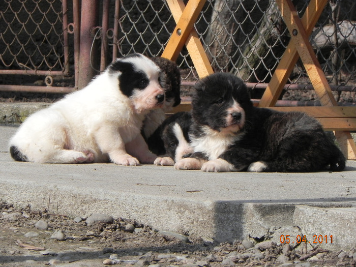 DSCN5178 - CATEI vanduti-VILLA CU ALTAY