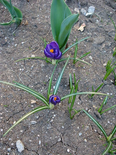 Crocus Flower Record (2009, March 28)