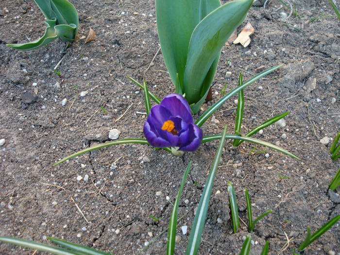 Crocus Flower Record (2009, March 28)