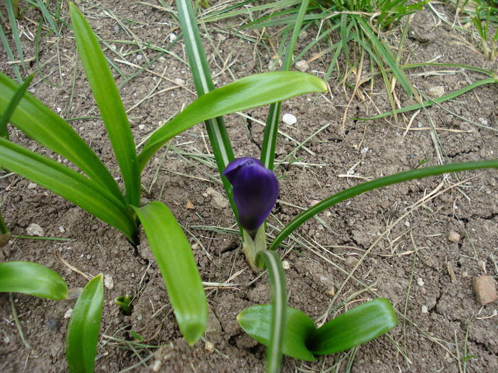 Crocus Flower Record (2009, March 29) - Crocus Flower Record