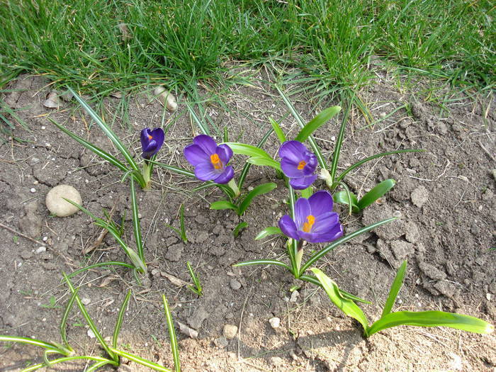 Crocus Flower Record (2009, March 31)