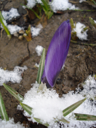 Crocus Flower Record (2010, March 17) - Crocus Flower Record