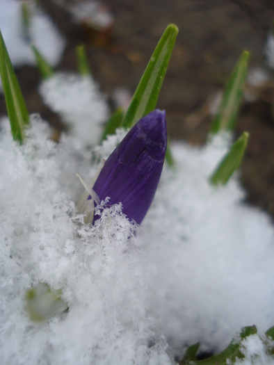 Crocus Flower Record (2010, March 17)