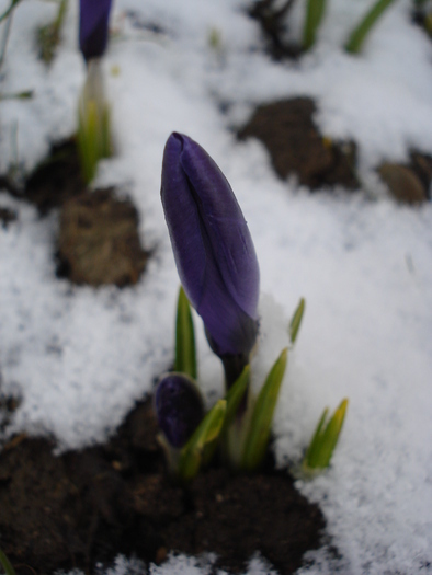 Crocus Flower Record (2010, March 17)