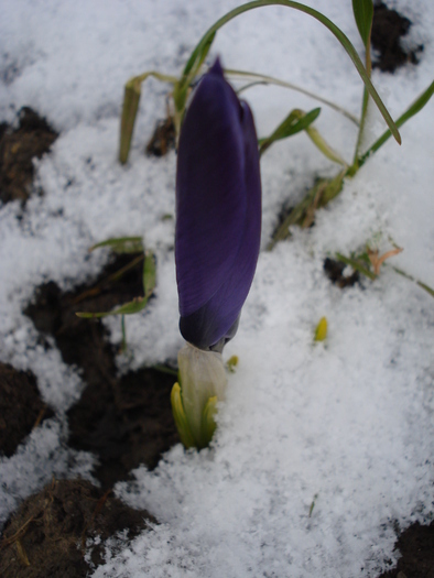 Crocus Flower Record (2010, March 17) - Crocus Flower Record