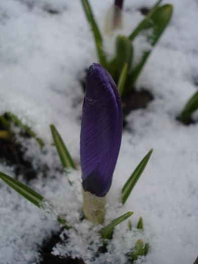 Crocus Flower Record (2010, March 17)