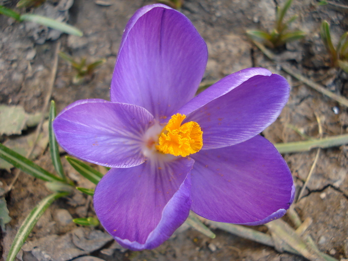 Crocus Flower Record (2010, March 19)