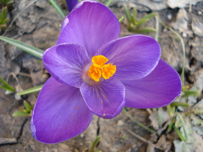 Crocus Flower Record (2010, March 19)