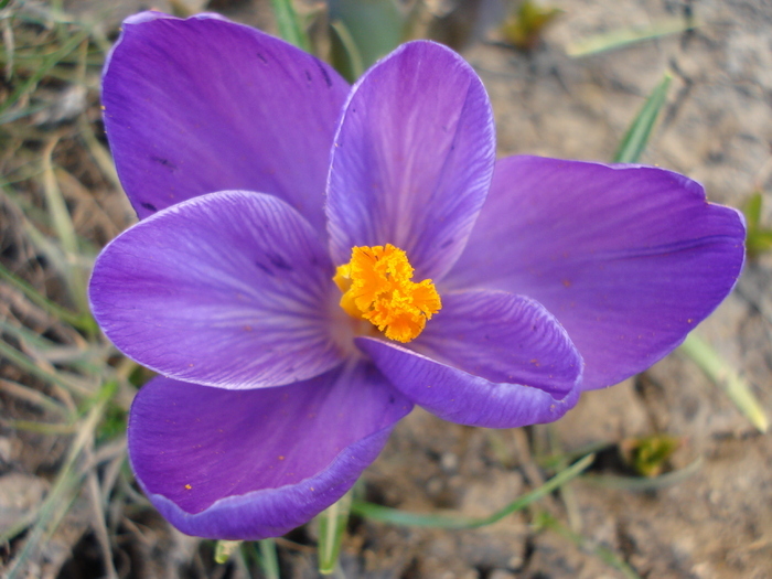 Crocus Flower Record (2010, March 19)