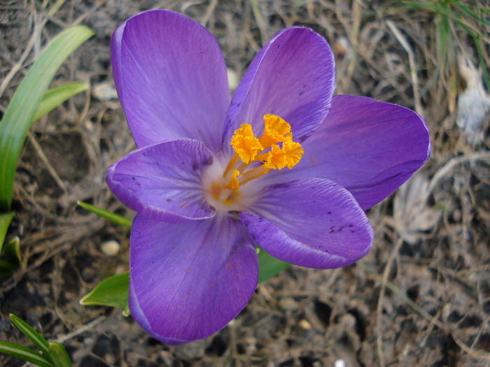 Crocus Flower Record (2010, March 19) - Crocus Flower Record