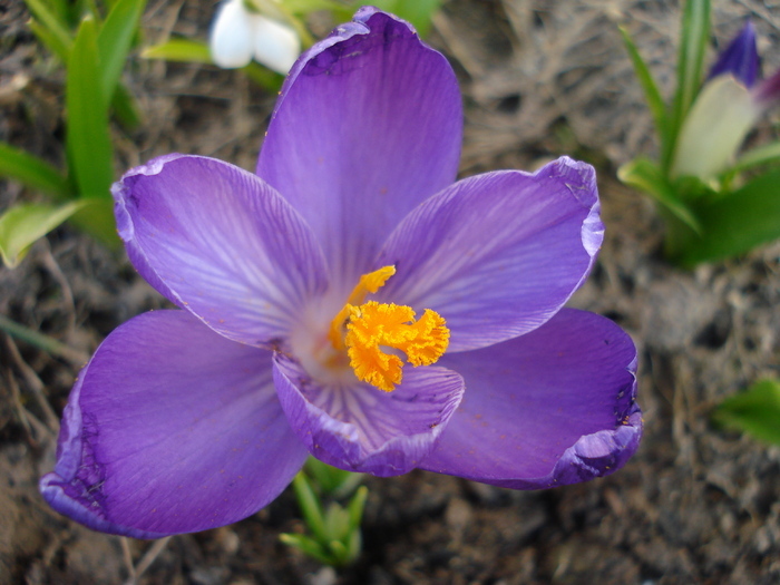 Crocus Flower Record (2010, March 19)