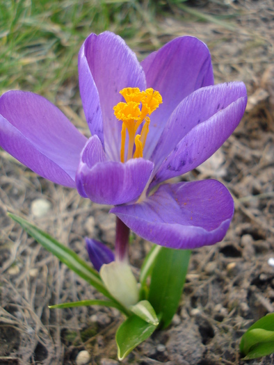 Crocus Flower Record (2010, March 19) - Crocus Flower Record