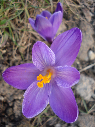 Crocus Flower Record (2010, March 19) - Crocus Flower Record