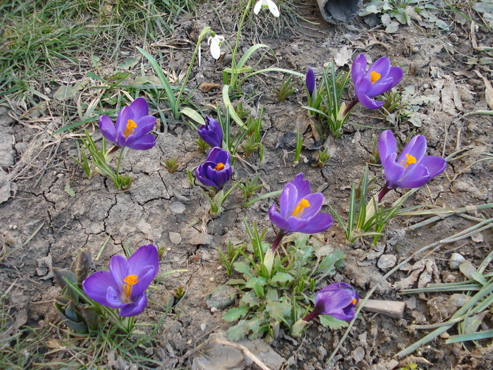 Crocus Flower Record (2010, March 19)