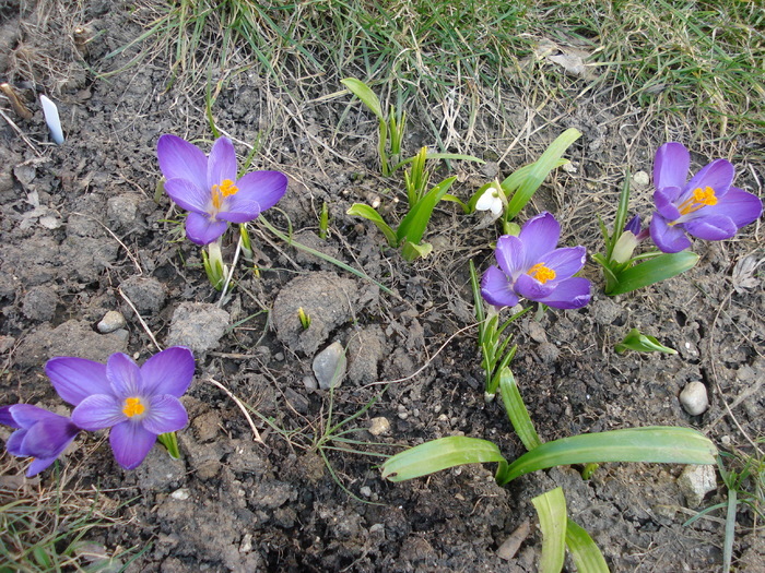 Crocus Flower Record (2010, March 19)