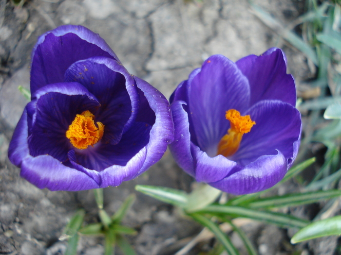 Crocus Flower Record (2010, April 20)