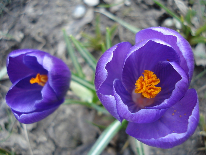 Crocus Flower Record (2010, April 20)