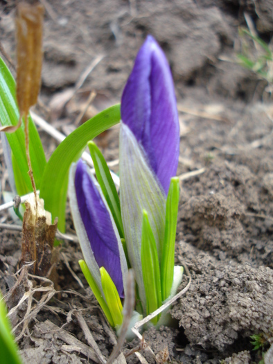 Crocus Flower Record (2011, March 16)