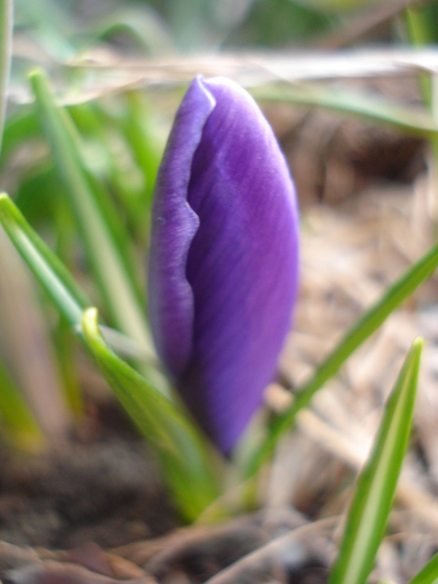 Crocus Flower Record (2011, March 16)