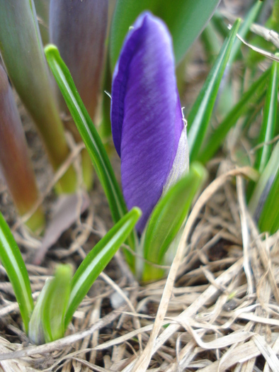 Crocus Flower Record (2011, March 16)