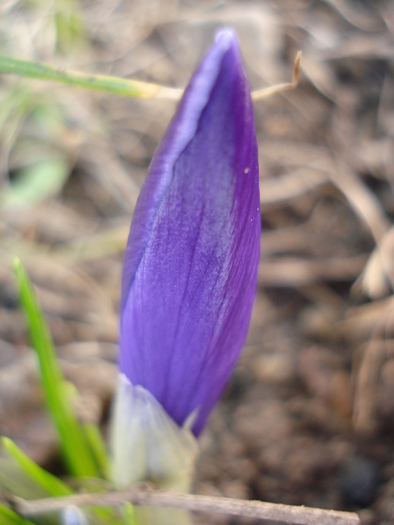 Crocus Flower Record (2011, March 16)