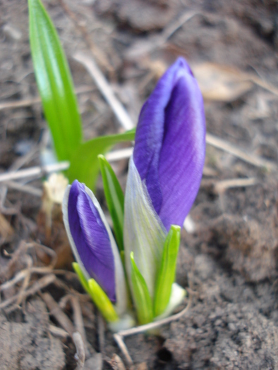 Crocus Flower Record (2011, March 16)