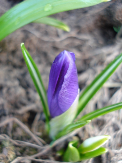 Crocus Flower Record (2011, March 16)