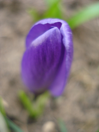 Crocus Flower Record (2011, March 16)