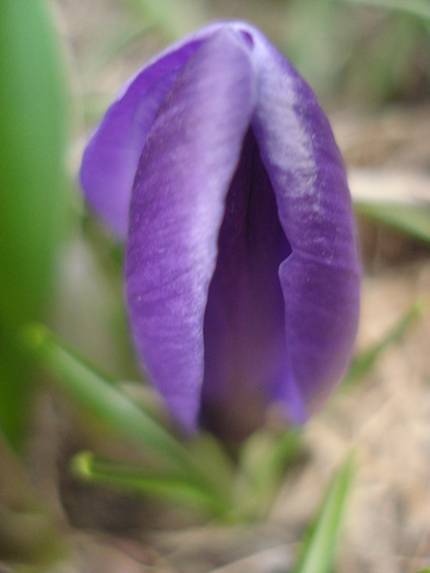 Crocus Flower Record (2011, March 16)