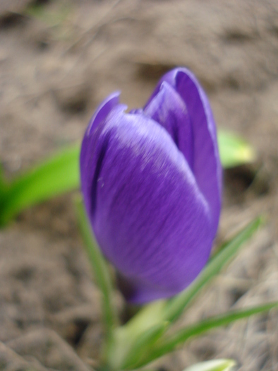 Crocus Flower Record (2011, March 16)