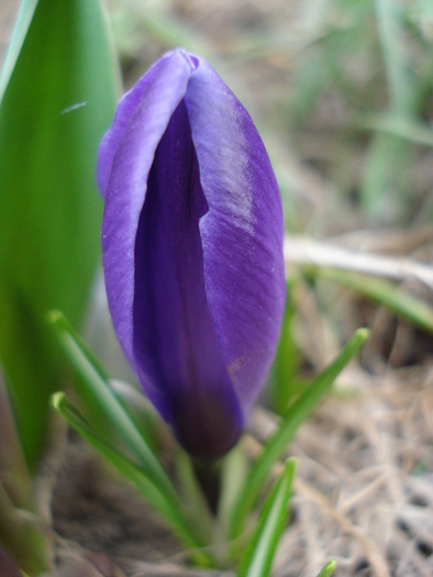 Crocus Flower Record (2011, March 16)