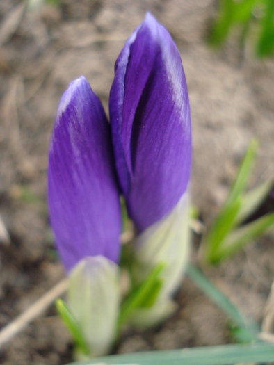 Crocus Flower Record (2011, March 16) - Crocus Flower Record