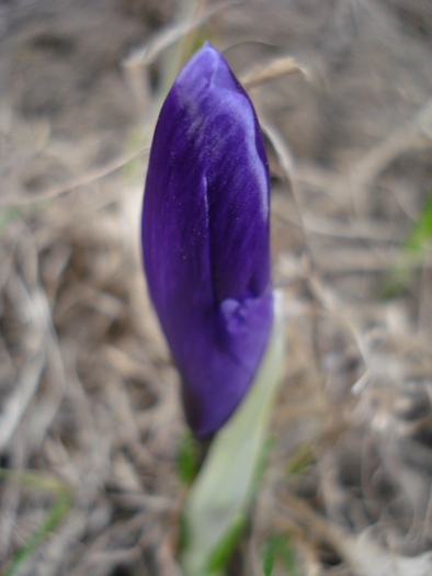 Crocus Flower Record (2011, March 16)