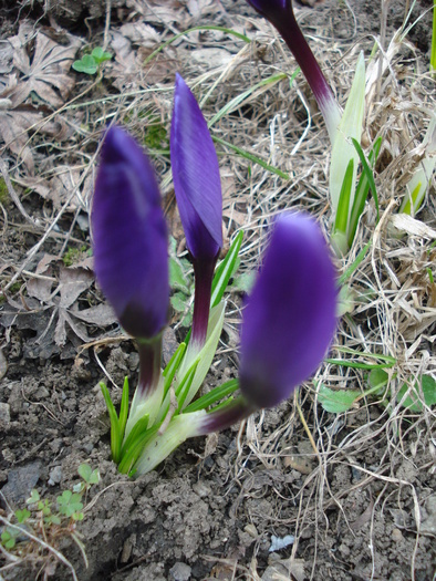 Crocus Flower Record (2011, March 17)