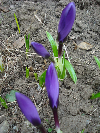 Crocus Flower Record (2011, March 17)