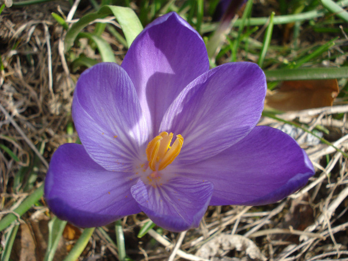 Crocus Flower Record (2011, March 21)