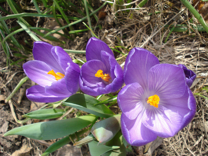 Crocus Flower Record (2011, March 21)