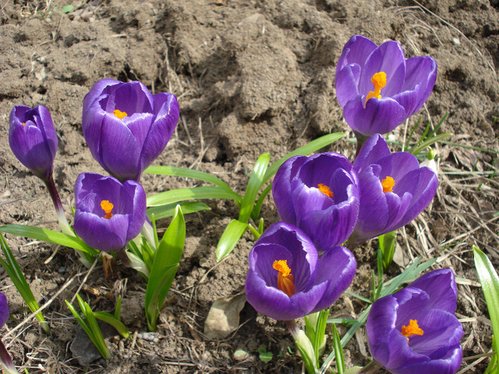 Crocus Flower Record (2011, March 21)