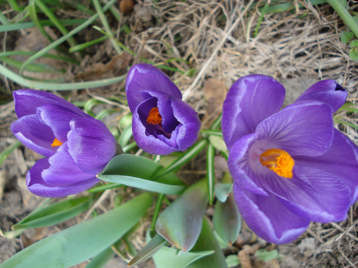 Crocus Flower Record (2011, March 21)