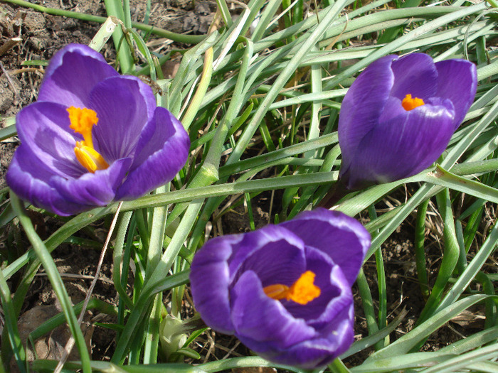 Crocus Flower Record (2011, March 21)