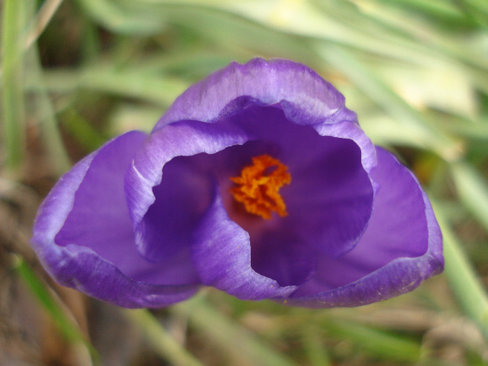 Crocus Flower Record (2011, March 21)