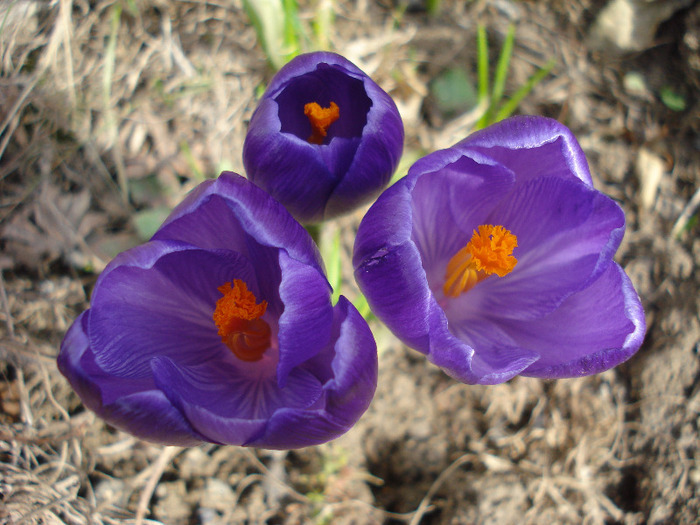 Crocus Flower Record (2011, March 21)