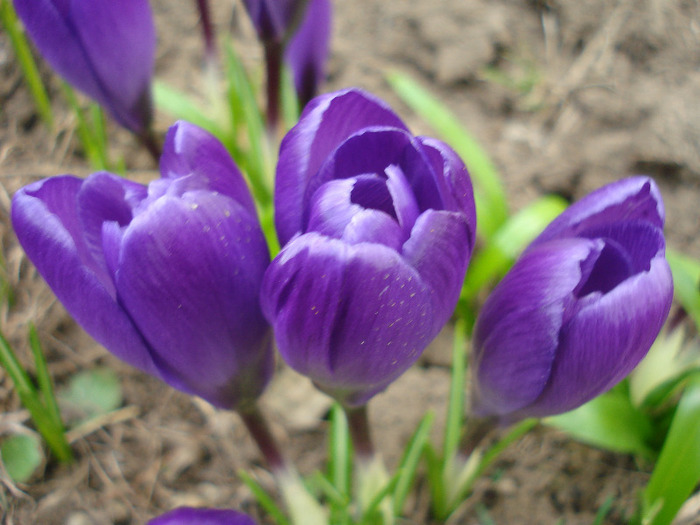 Crocus Flower Record (2011, March 21)