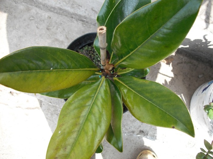Magnolie Grandiflora - Magnolia si Rodiu