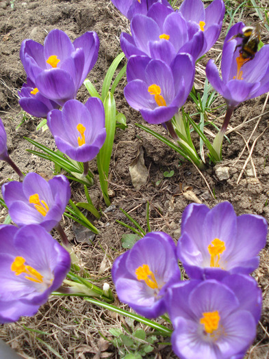 Crocus Flower Record (2011, March 23)