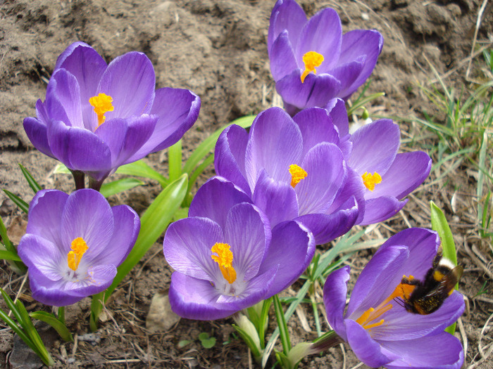 Crocus Flower Record (2011, March 23)