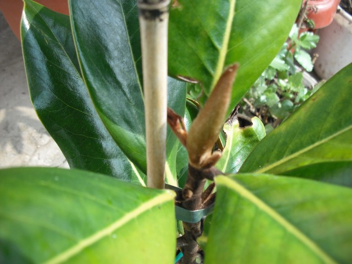 DSCF1249 - Magnolia si Rodiu