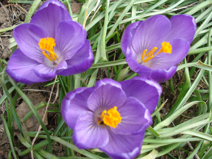 Crocus Flower Record (2011, March 23)