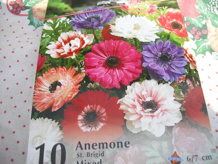 Anemone mix - Cumparaturi 2011